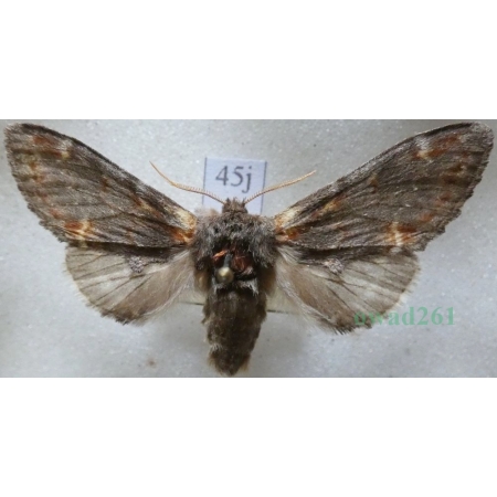Notodonta dromedarius (Linnaeus, 1767) male Garbatka dromaderka Czech45j